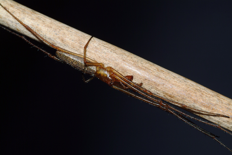 Tetragnatha sp.